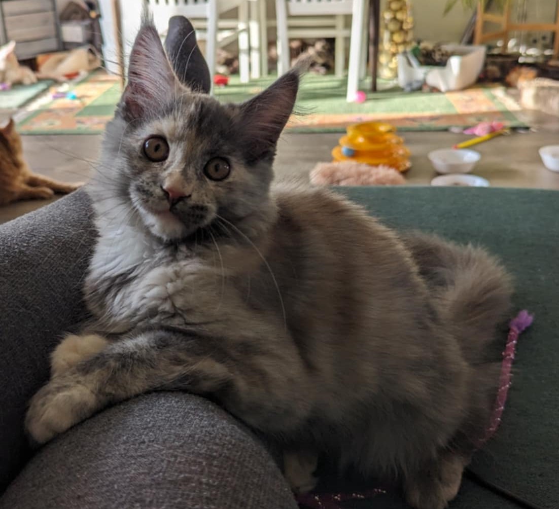 Filbert - kitten